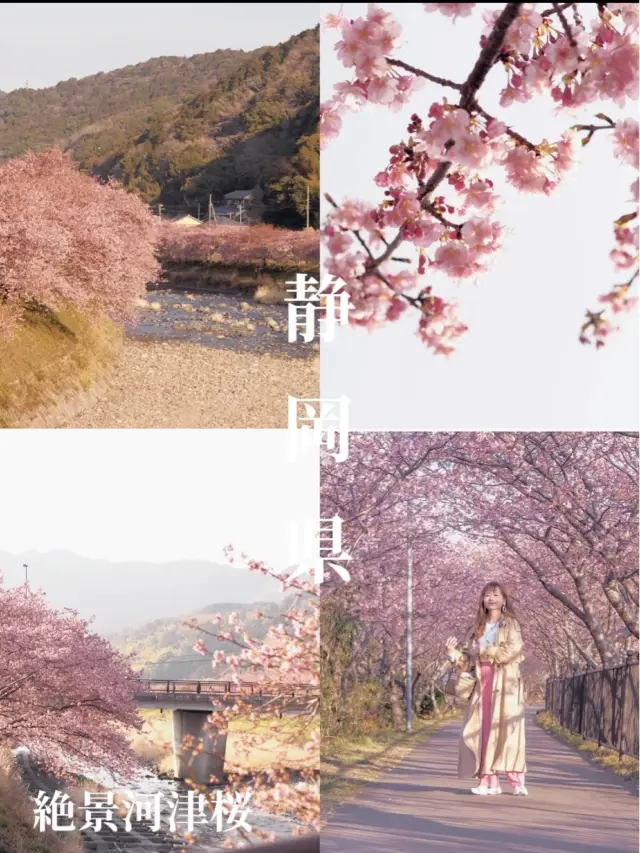 静岡　河津町の河津桜　『MAP付き　』