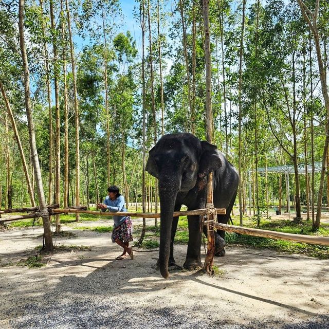 Elephant Care park Phuket