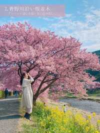 ひとあし先に楽しめる💫桜×菜の花の絶景！🌸