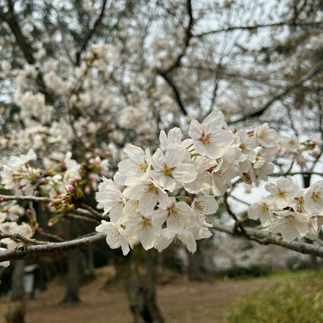 【OSAKA】絶対ここも穴場で綺麗です