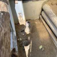 久山ふれあい動物園