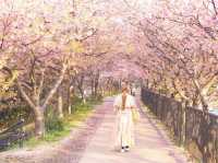 静岡河津町の河津桜