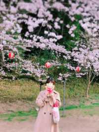【福岡花見スポット】赤い橋が架かる花見スポット🌸