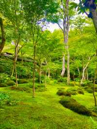 【日本京都】嵐山祇王寺：當天園林今天已換上滿地青苔