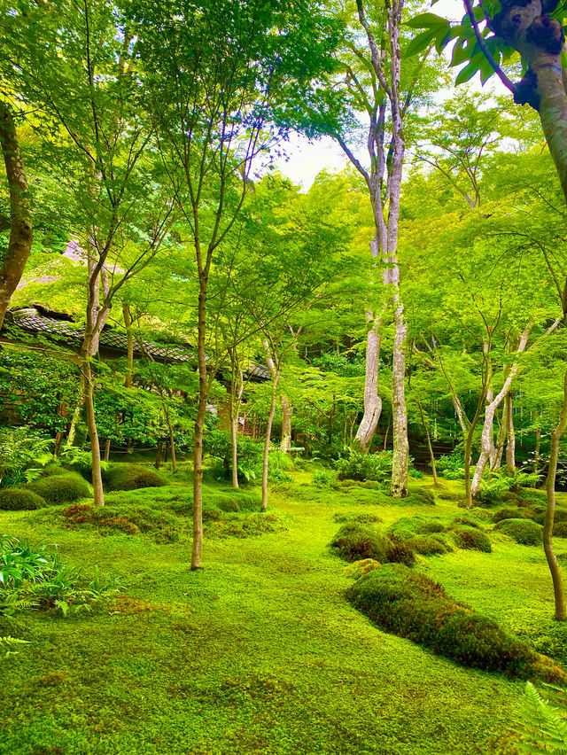 【日本京都】嵐山祇王寺：當天園林今天已換上滿地青苔