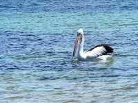 Williamstown beach