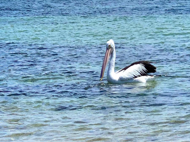 Williamstown beach