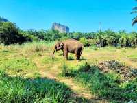 Krabi Elephant House Sanctuary