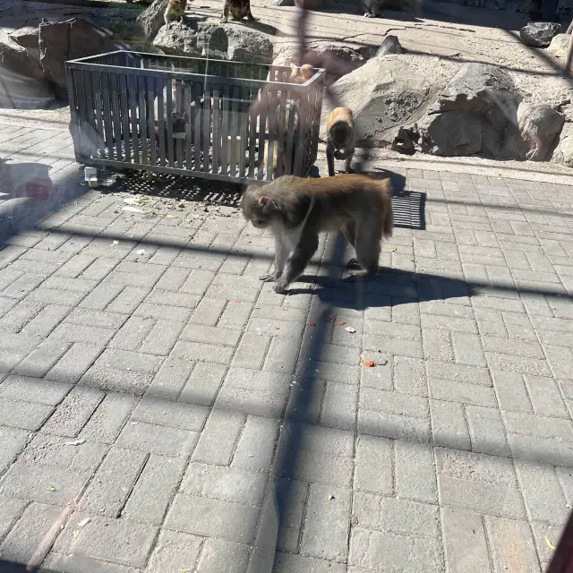 Beijing Childrens Zoo🦊🐼🦒