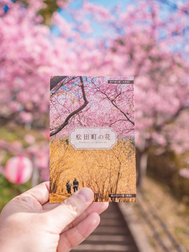 Matsuda Sakura Festival ชมซากุระบานก่อนที่สวยสุด
