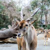 【福岡市動物園】親子好去處，教育娛樂兼具