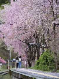 【福島・桜】全国でも希少✨日本の風情感じすぎる桜スポット🌸※周辺観光情報付き