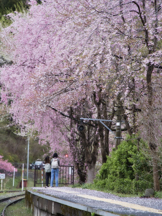 【福島・桜】全国でも希少✨日本の風情感じすぎる桜スポット🌸※周辺観光情報付き