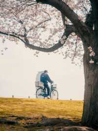 아카바네 사쿠라츠츠미 공원 🌸