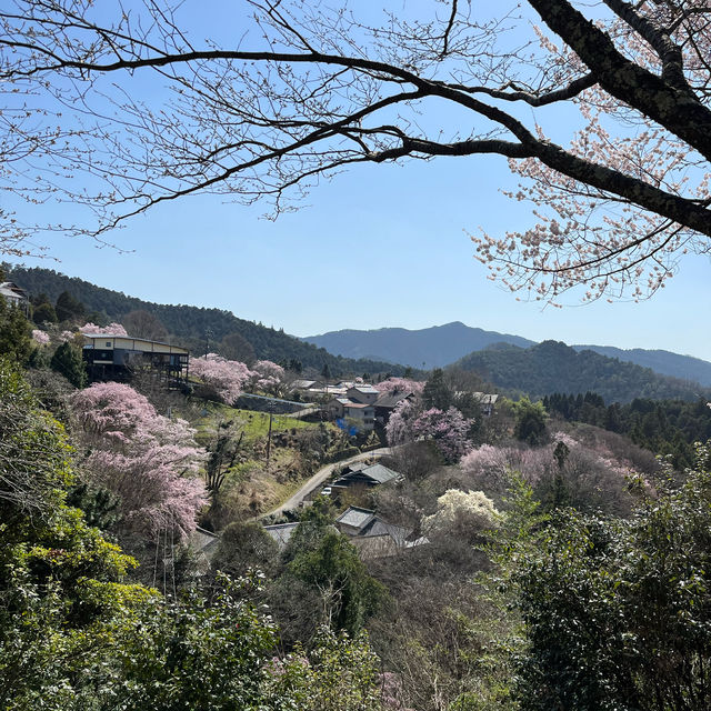 Day Trip To Mt Yoshino