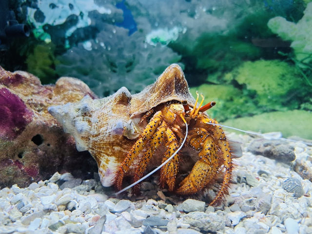 Phuket Aquarium 