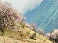 Himalayan cherry blossoms is a rare treat