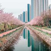 Beautiful Cherry Blossom of Busan