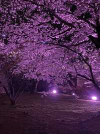 【2024年桜】姫路城夜桜会「千姫幻想曲輪」