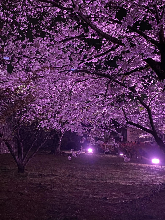 【2024年桜】姫路城夜桜会「千姫幻想曲輪」