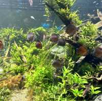 シンガポール　シーアクアリウム
