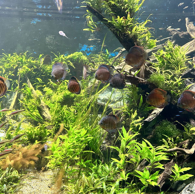 シンガポール　シーアクアリウム