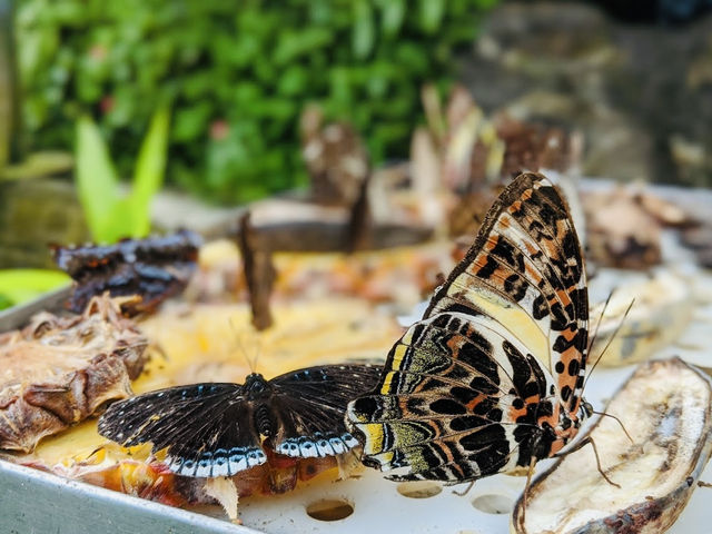Kuala Lumpur Butterfly Garden