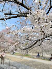 【2024年桜】大阪城公園ちょっと穴場の桜