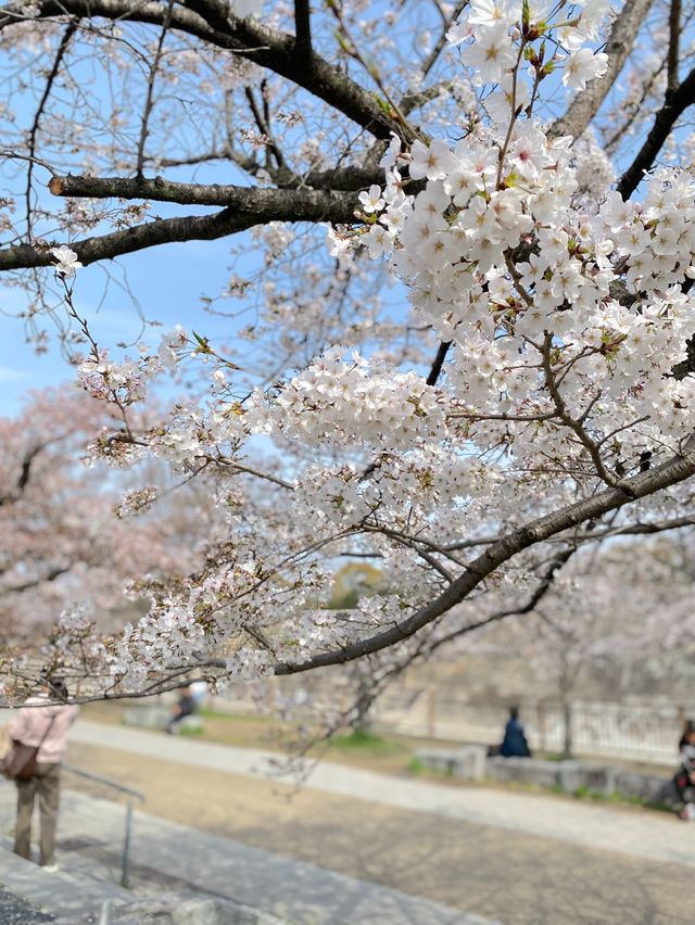【2024年桜】大阪城公園ちょっと穴場の桜