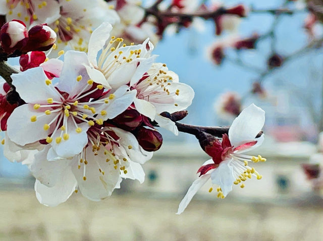  Cherry blossoms create a surreal atmosphere