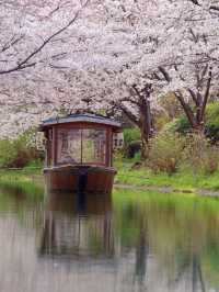 一度は乗りたい🚣‍♀️伏見十石舟☺️🌸🚣‍♀️