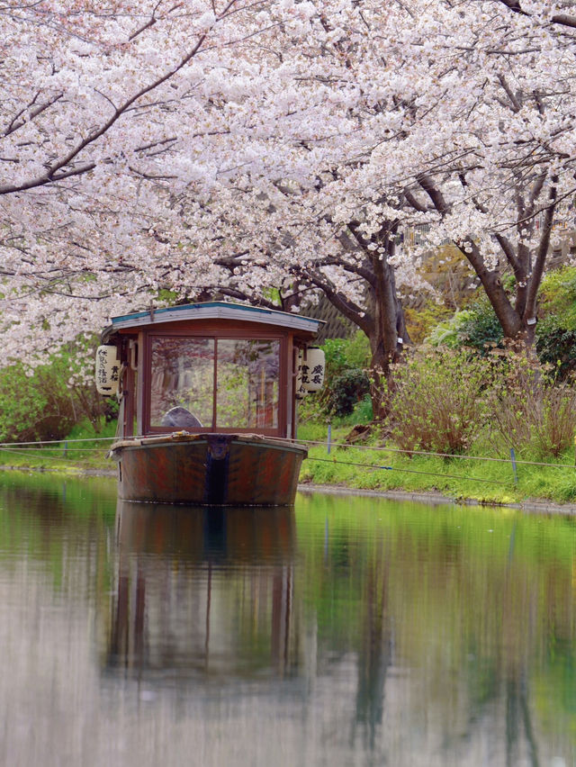 一度は乗りたい🚣‍♀️伏見十石舟☺️🌸🚣‍♀️