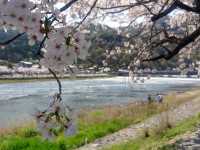 🌸京都嵐山渡月橋：櫻花盛開，春日京都的象徵