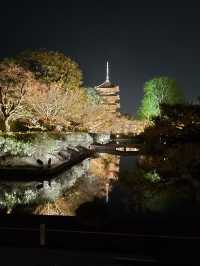 【京都東寺】夜遊櫻花🌸，心靈淨化