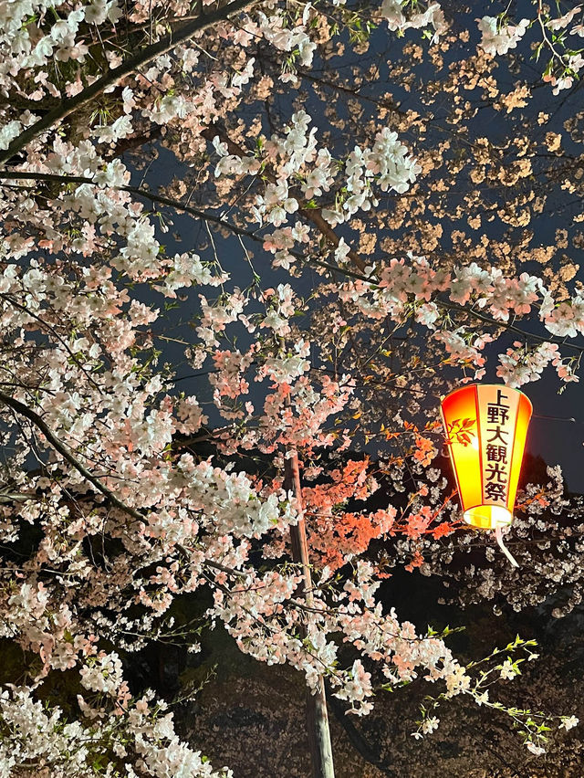 🌸2024【東京】上野恩賜公園：櫻花季，豐富文化體驗