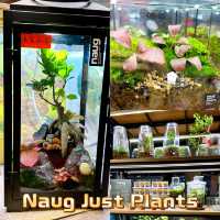 Naug Just Plants Bringing Greenery Indoors