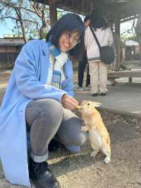 Okunoshima (Rabbit) Island