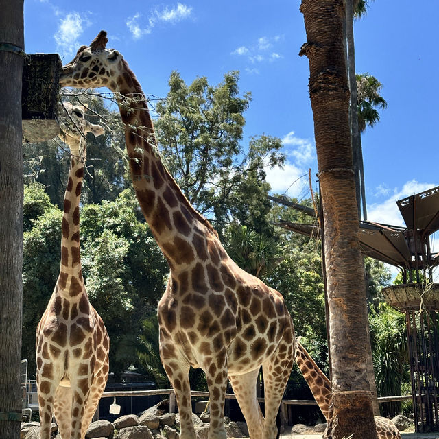 Fun time at Melbourne Zoo