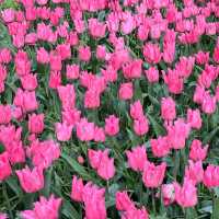 Bask in the Beauty: Keukenhof Tulip 