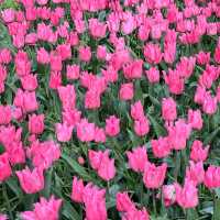 Bask in the Beauty: Keukenhof Tulip 