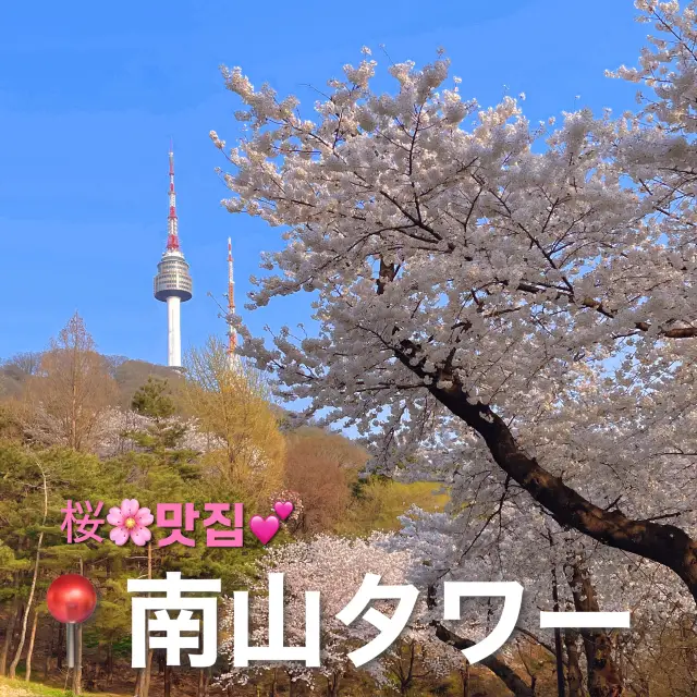 桜レポ🌸ソウル📍南山タワー