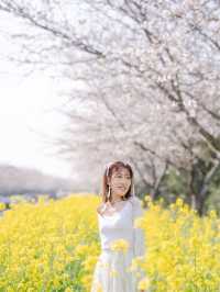 韓國鹿山路🇰🇷 櫻花🌸油菜花同時綻放