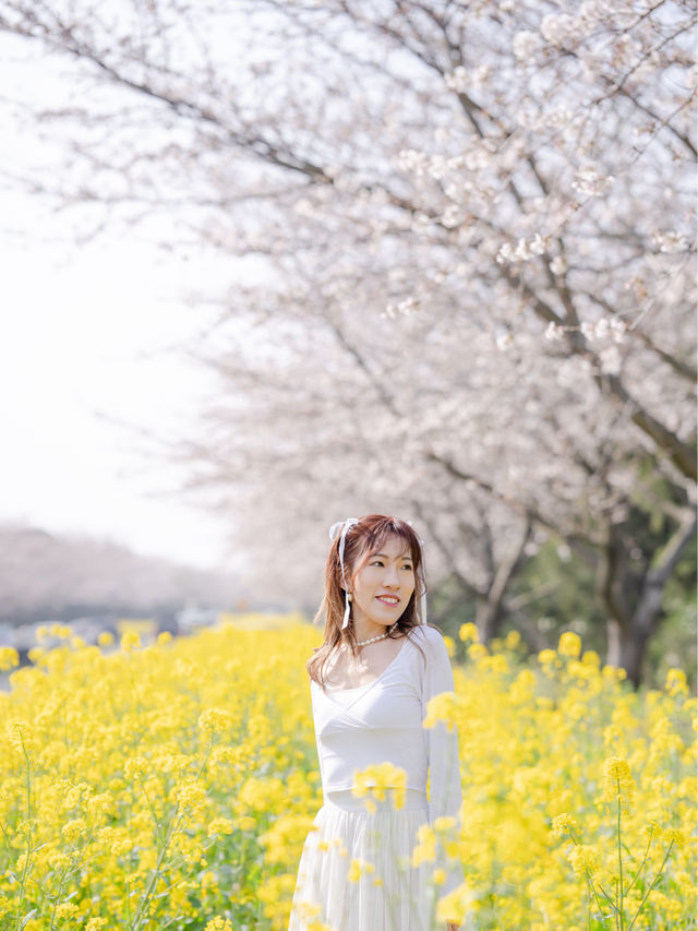 韓國鹿山路🇰🇷 櫻花🌸油菜花同時綻放