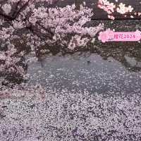 「目黑川賞櫻，春天必去」