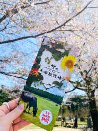 【栃木 那須塩原】約300mの桜並木が綺麗な🌸千本松牧場🌸