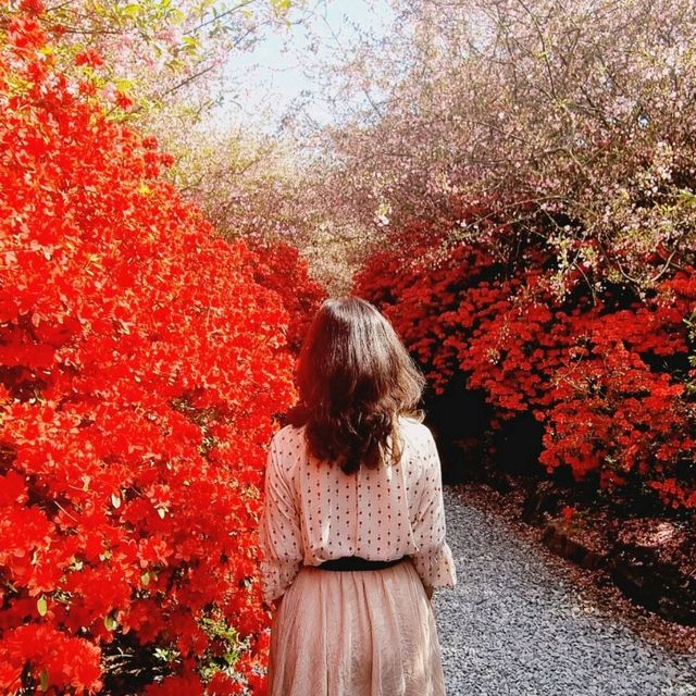 남미륵사 서부해당화