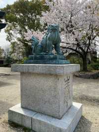 【2024桜】成長が楽しみ大阪豊國神社と醍醐の桜
