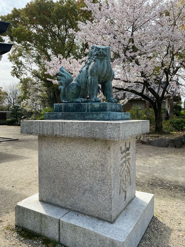 【2024桜】成長が楽しみ大阪豊國神社と醍醐の桜