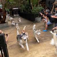 【ハスキーカフェ🐕】