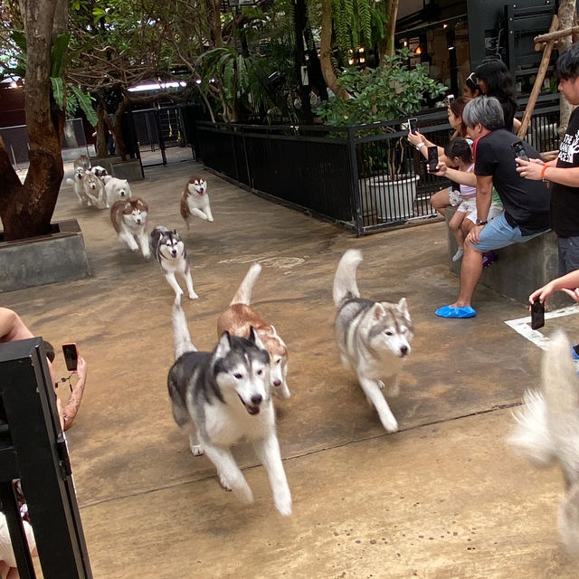 【ハスキーカフェ🐕】